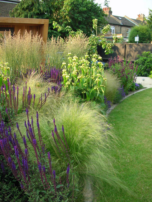 Tall Calamagrostis at the back